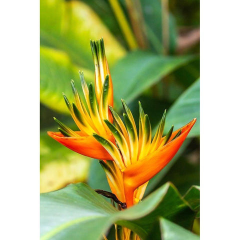 Caribbean-Trinidad-Asa Wright Nature Center Bird of paradise blossom  Black Modern Wood Framed Art Print by Jaynes Gallery