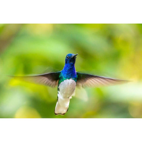 Caribbean-Trinidad-Asa Wright Nature Center Male white-necked jacobin hummingbird hovering  Black Modern Wood Framed Art Print by Jaynes Gallery
