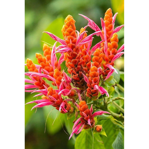 Caribbean-Trinidad-Asa Wright Nature Center Orange and pink flower blossoms  Black Modern Wood Framed Art Print by Jaynes Gallery