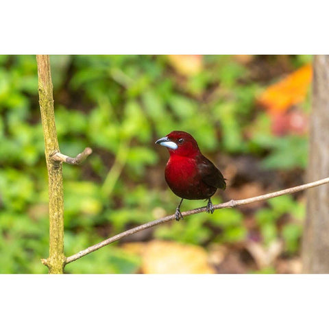 Caribbean-Trinidad-Asa Wright Nature Center Silver-beaked tanager bird on limb  Black Modern Wood Framed Art Print by Jaynes Gallery