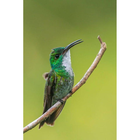 Caribbean-Trinidad-Asa Wright Nature Center White-chested emerald hummingbird on limb  Black Modern Wood Framed Art Print with Double Matting by Jaynes Gallery