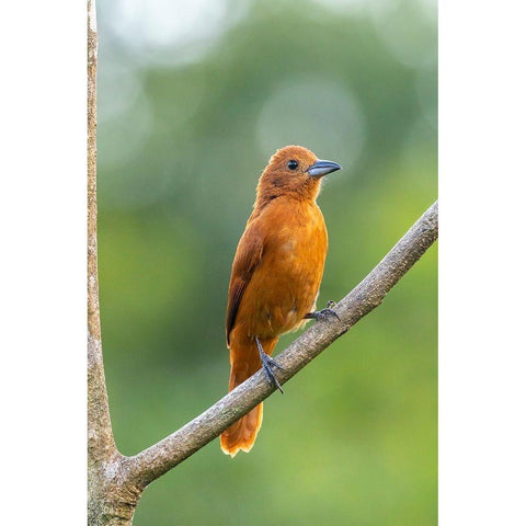 Caribbean-Trinidad-Asa Wright Nature Center Female white-lined tanager bird on limb  Black Modern Wood Framed Art Print by Jaynes Gallery