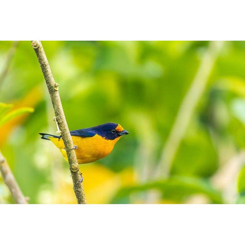 Caribbean-Trinidad-Asa Wright Nature Center Euphonia bird on limb  Black Modern Wood Framed Art Print by Jaynes Gallery