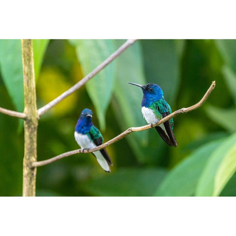Caribbean-Trinidad-Asa Wright Nature Center Male white-necked jacobin hummingbirds on limb  Gold Ornate Wood Framed Art Print with Double Matting by Jaynes Gallery