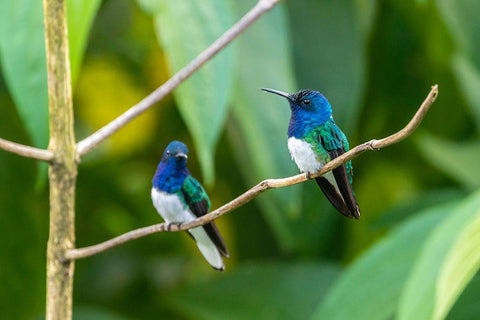 Caribbean-Trinidad-Asa Wright Nature Center Male white-necked jacobin hummingbirds on limb  Black Ornate Wood Framed Art Print with Double Matting by Jaynes Gallery