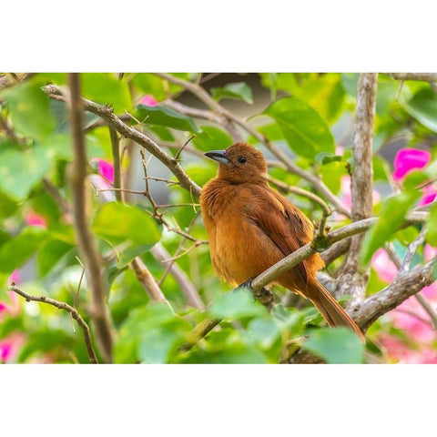 Caribbean-Trinidad-Asa Wright Nature Center Female white-lined tanager bird on limb  White Modern Wood Framed Art Print by Jaynes Gallery
