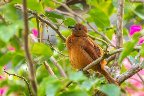 Caribbean-Trinidad-Asa Wright Nature Center Female white-lined tanager bird on limb  White Modern Wood Framed Art Print with Double Matting by Jaynes Gallery