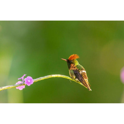 Caribbean-Trinidad-Asa Wright Nature Center Male tufted coquette hummingbird and vervine flower  Black Modern Wood Framed Art Print with Double Matting by Jaynes Gallery