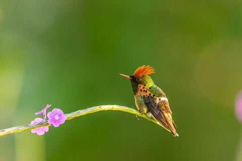 Caribbean-Trinidad-Asa Wright Nature Center Male tufted coquette hummingbird and vervine flower  Black Ornate Wood Framed Art Print with Double Matting by Jaynes Gallery