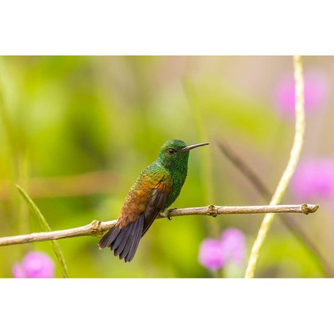 Caribbean-Trinidad-Asa Wright Nature Center Copper-rumped hummingbird on limb  Black Modern Wood Framed Art Print with Double Matting by Jaynes Gallery