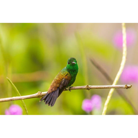 Caribbean-Trinidad-Asa Wright Nature Center Copper-rumped hummingbird on limb  White Modern Wood Framed Art Print by Jaynes Gallery