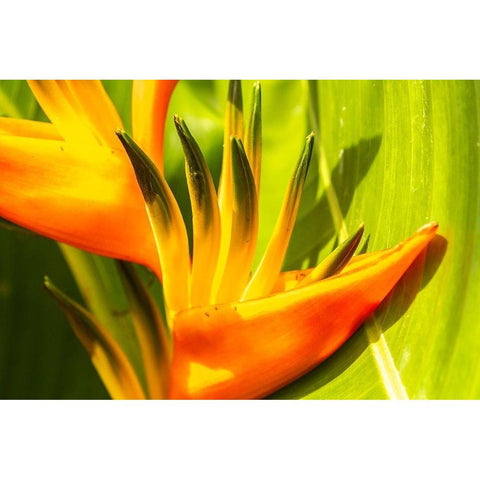 Caribbean-Trinidad-Asa Wright Nature Center Bird of paradise blossom  White Modern Wood Framed Art Print by Jaynes Gallery