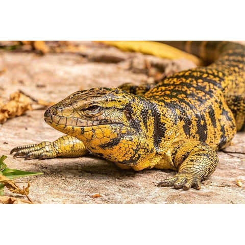 Caribbean-Trinidad-Asa Wright Nature Center Tegu lizard close-up  Gold Ornate Wood Framed Art Print with Double Matting by Jaynes Gallery