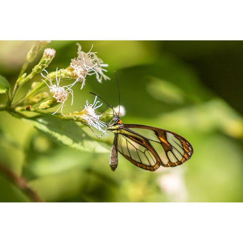 Caribbean-Trinidad-Asa Wright Nature Center Agnosia clearwing butterfly feeding  Black Modern Wood Framed Art Print by Jaynes Gallery