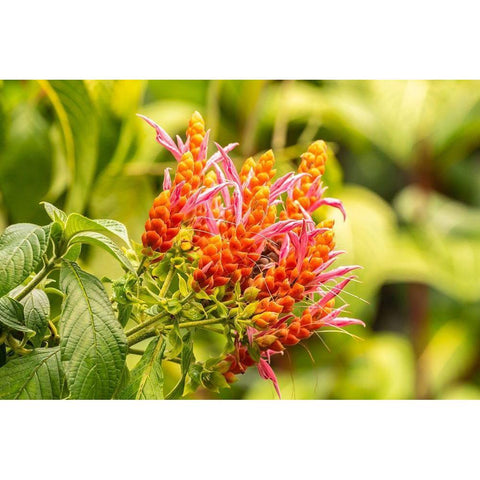 Caribbean-Trinidad-Asa Wright Nature Center Orange and pink flower blossoms  Gold Ornate Wood Framed Art Print with Double Matting by Jaynes Gallery
