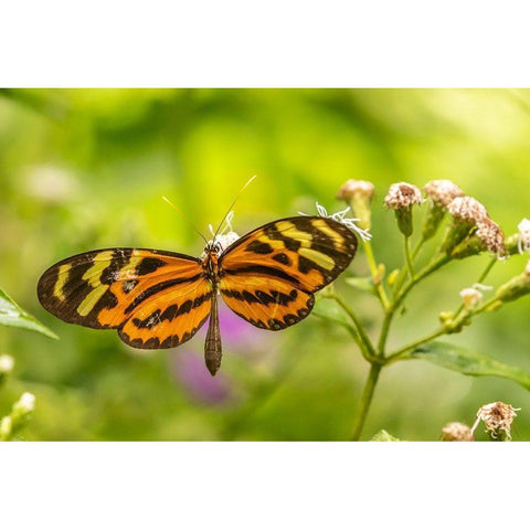 Caribbean-Trinidad-Asa Wright Nature Center Butterfly feeding  Black Modern Wood Framed Art Print with Double Matting by Jaynes Gallery