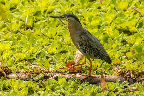 Caribbean-Trinidad Striated heron close-up  Black Ornate Wood Framed Art Print with Double Matting by Jaynes Gallery