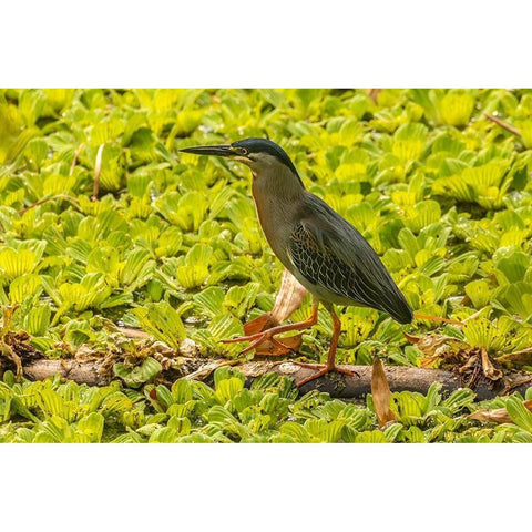Caribbean-Trinidad Striated heron close-up  Black Modern Wood Framed Art Print by Jaynes Gallery