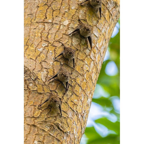 Caribbean-Trinidad-Caroni Swamp Bats lined up on tree  White Modern Wood Framed Art Print by Jaynes Gallery