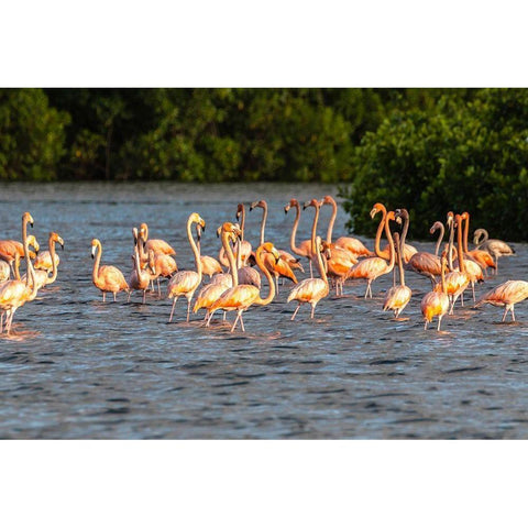 Caribbean-Trinidad-Caroni Swamp American greater flamingoes in water  White Modern Wood Framed Art Print by Jaynes Gallery