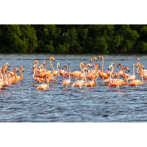 Caribbean-Trinidad-Caroni Swamp American greater flamingos in water  Black Modern Wood Framed Art Print with Double Matting by Jaynes Gallery