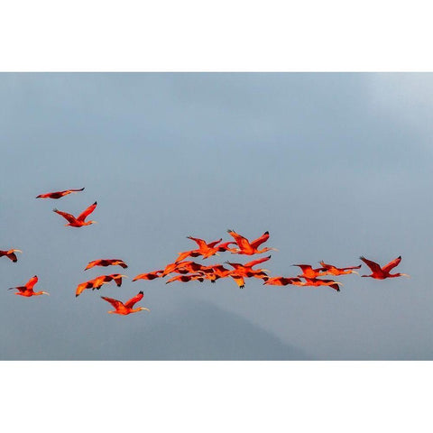 Caribbean-Trinidad-Caroni Swamp Scarlet ibis birds in flight  White Modern Wood Framed Art Print by Jaynes Gallery