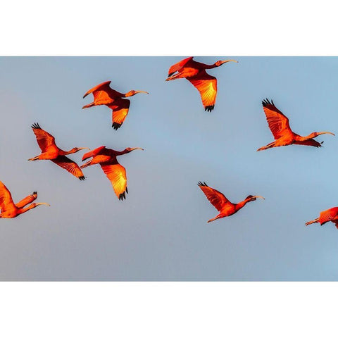 Caribbean-Trinidad-Caroni Swamp Scarlet ibis birds in flight  Black Modern Wood Framed Art Print by Jaynes Gallery