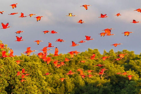 Caribbean-Trinidad-Caroni Swamp Scarlet ibis birds in flight  White Modern Wood Framed Art Print with Double Matting by Jaynes Gallery