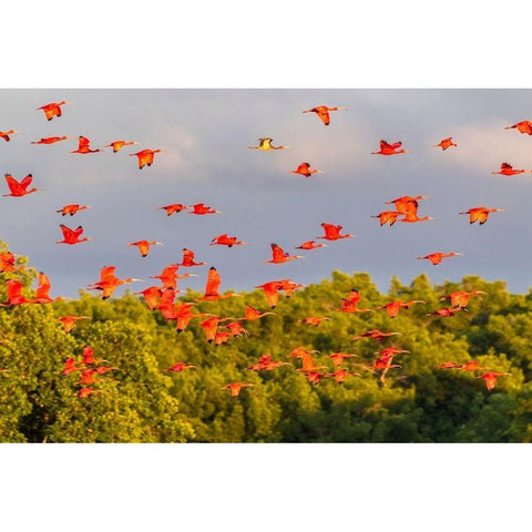 Caribbean-Trinidad-Caroni Swamp Scarlet ibis birds in flight  Black Modern Wood Framed Art Print by Jaynes Gallery