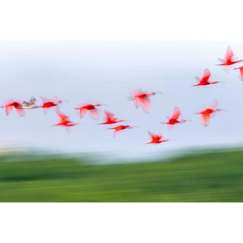 Caribbean-Trinidad-Caroni Swamp Blur of scarlet ibis birds in flight  Black Modern Wood Framed Art Print with Double Matting by Jaynes Gallery