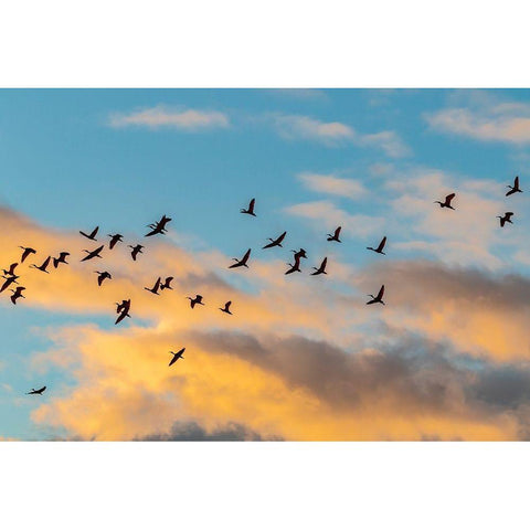 Caribbean-Trinidad-Caroni Swamp Scarlet ibis birds in flight at sunset  Black Modern Wood Framed Art Print by Jaynes Gallery