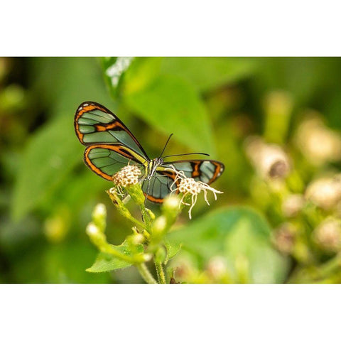 Caribbean-Trinidad-Asa Wright Nature Center Agnosia clearwing butterfly feeding  Black Modern Wood Framed Art Print by Jaynes Gallery