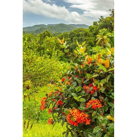 Caribbean-Trinidad Tropical jungle landscape with flowers  Gold Ornate Wood Framed Art Print with Double Matting by Jaynes Gallery