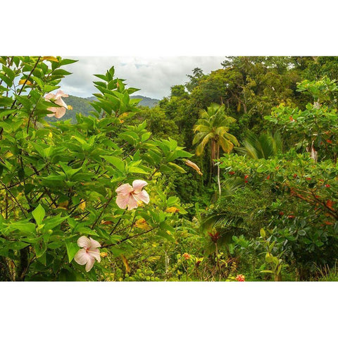 Caribbean-Trinidad Tropical jungle landscape with hibiscus flowers  Gold Ornate Wood Framed Art Print with Double Matting by Jaynes Gallery