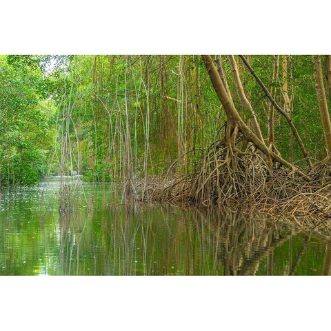 Caribbean-Trinidad Caroni Swamp scenic  Black Modern Wood Framed Art Print by Jaynes Gallery