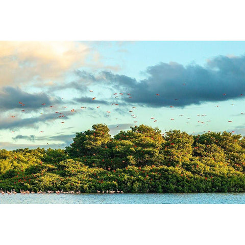 Caribbean-Trinidad-Caroni Swamp Scarlet ibis birds in flight and flamingos in water  White Modern Wood Framed Art Print by Jaynes Gallery