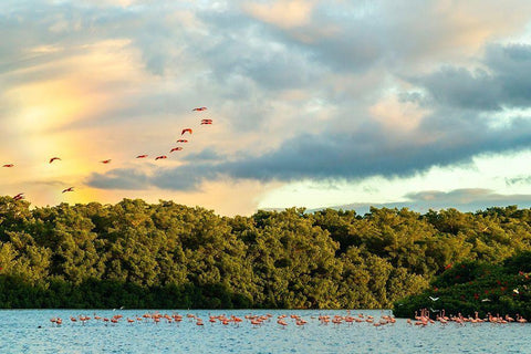 Caribbean-Trinidad-Caroni Swamp Scarlet ibis birds in flight and flamingos in water  Black Ornate Wood Framed Art Print with Double Matting by Jaynes Gallery