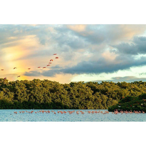 Caribbean-Trinidad-Caroni Swamp Scarlet ibis birds in flight and flamingos in water  Black Modern Wood Framed Art Print by Jaynes Gallery