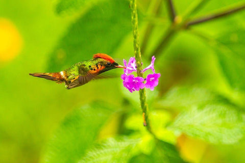 Caribbean-Trinidad-Asa Wright Nature Center Female tufted coquette hummingbird feeding  Black Ornate Wood Framed Art Print with Double Matting by Jaynes Gallery