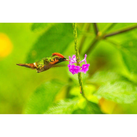 Caribbean-Trinidad-Asa Wright Nature Center Female tufted coquette hummingbird feeding  Black Modern Wood Framed Art Print by Jaynes Gallery