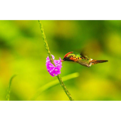 Caribbean-Trinidad-Asa Wright Nature Center Female tufted coquette hummingbird feeding  Gold Ornate Wood Framed Art Print with Double Matting by Jaynes Gallery