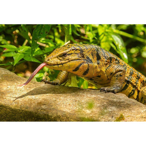Caribbean-Trinidad-Asa Wright Nature Center Tegu lizard close-up  Black Modern Wood Framed Art Print by Jaynes Gallery