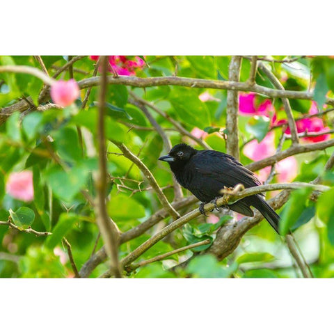 Caribbean-Trinidad-Asa Wright Nature Center Male white-lined tanager bird on limb  Black Modern Wood Framed Art Print by Jaynes Gallery