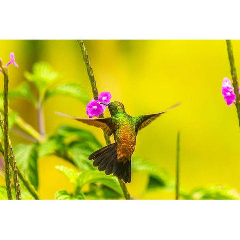 Caribbean-Trinidad-Asa Wright Nature Center Copper-rumped hummingbird feeding on vervine flower  Black Modern Wood Framed Art Print by Jaynes Gallery