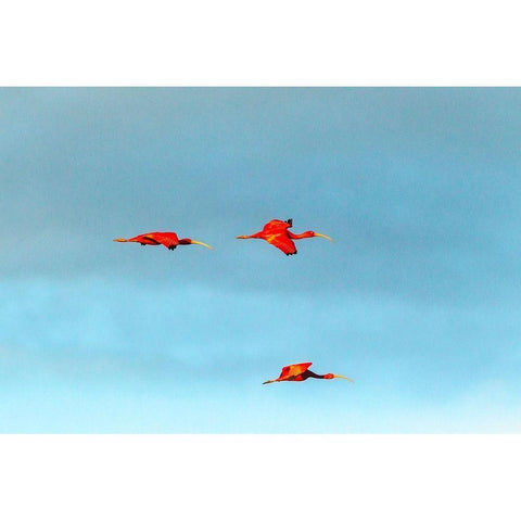 Caribbean-Trinidad-Caroni Swamp Scarlet ibis birds in flight  Black Modern Wood Framed Art Print with Double Matting by Jaynes Gallery