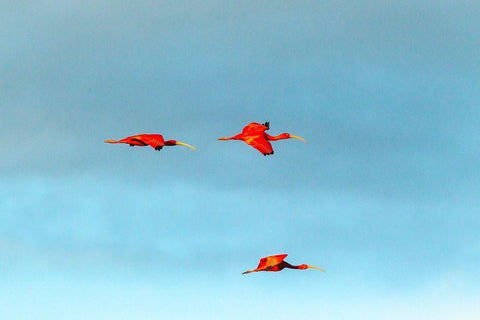 Caribbean-Trinidad-Caroni Swamp Scarlet ibis birds in flight  White Modern Wood Framed Art Print with Double Matting by Jaynes Gallery
