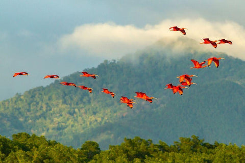 Caribbean-Trinidad-Caroni Swamp Scarlet ibis birds in flight  White Modern Wood Framed Art Print with Double Matting by Jaynes Gallery