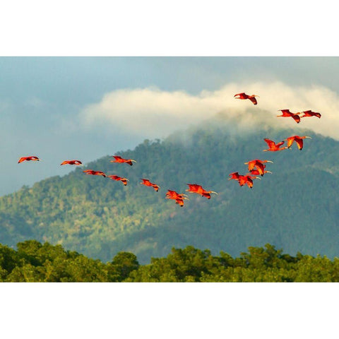 Caribbean-Trinidad-Caroni Swamp Scarlet ibis birds in flight  Black Modern Wood Framed Art Print by Jaynes Gallery