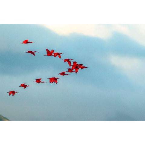 Caribbean-Trinidad-Caroni Swamp Scarlet ibis birds in flight  White Modern Wood Framed Art Print by Jaynes Gallery