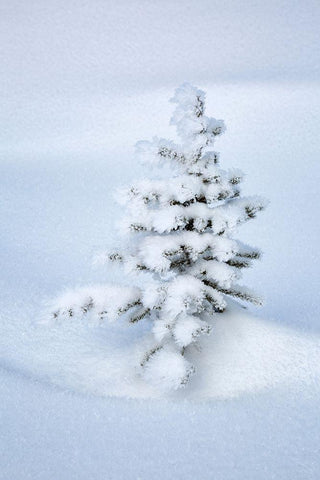 Canada-Alberta-Jasper National Park-Tiny-snow-covered fir tree Black Ornate Wood Framed Art Print with Double Matting by Collins, Ann